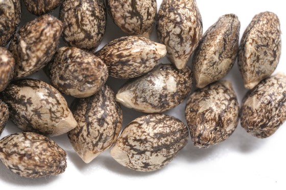 Barva konopných semen může napovědět hodně o jejich kvalitě, zdroj: therealdirt.com